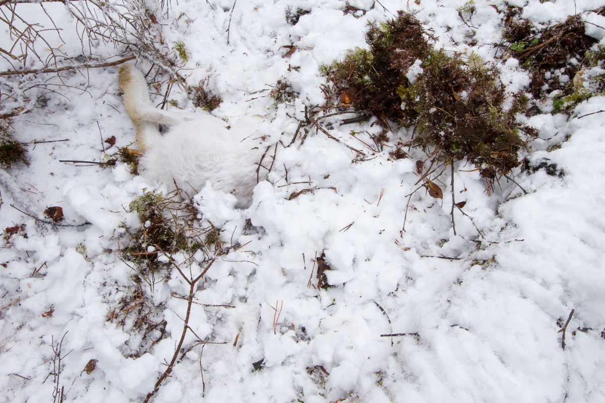 ilves on murdnud valgejänese