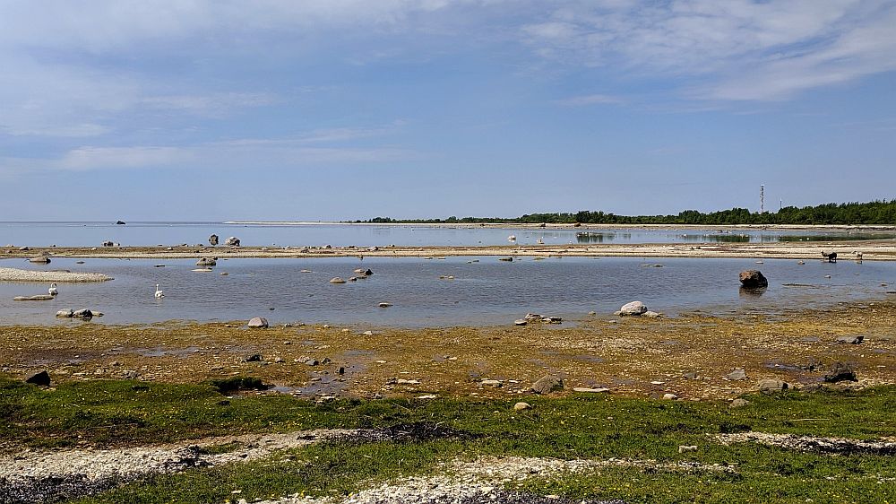 Osmussaare läänerannik. Vasakul kaugel meres paistab Skarvan. Saarel kohtab hulgaliselt lambaid, luikesid, kormorane ning muid merelinde.