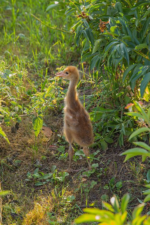 Kui kõik kenasti õnnestub ja noorlind kevadeks tubli ja tugev, vabastame ta rändelt saabunud sookurgedega samal ajal loodusesse.