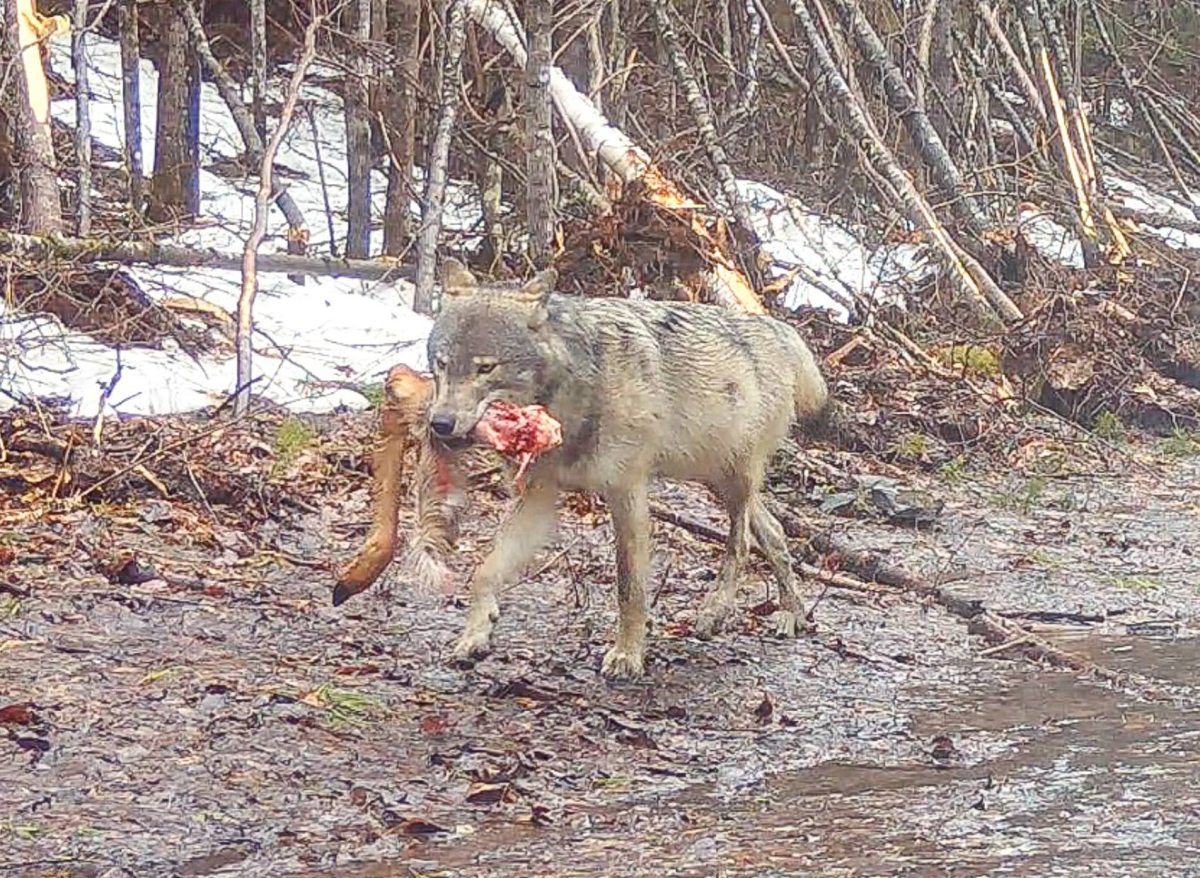 hunt täiskõhuga ja kitsejalaga