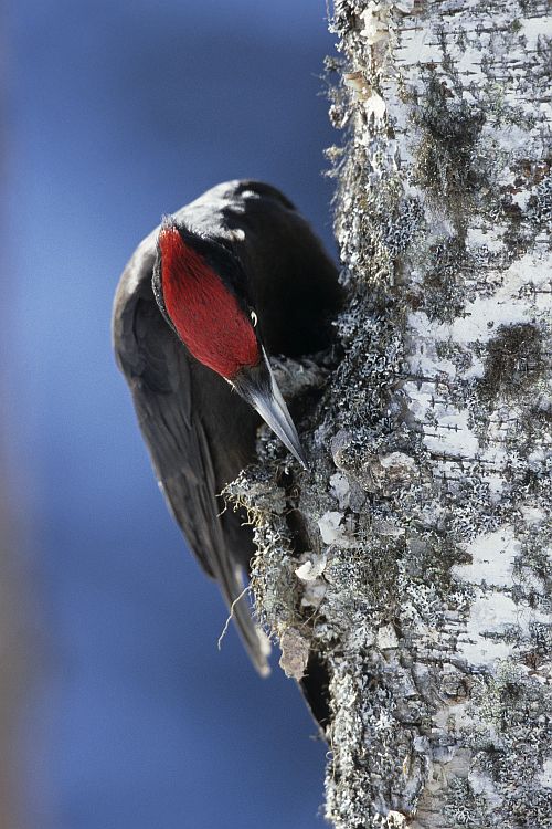 rähn