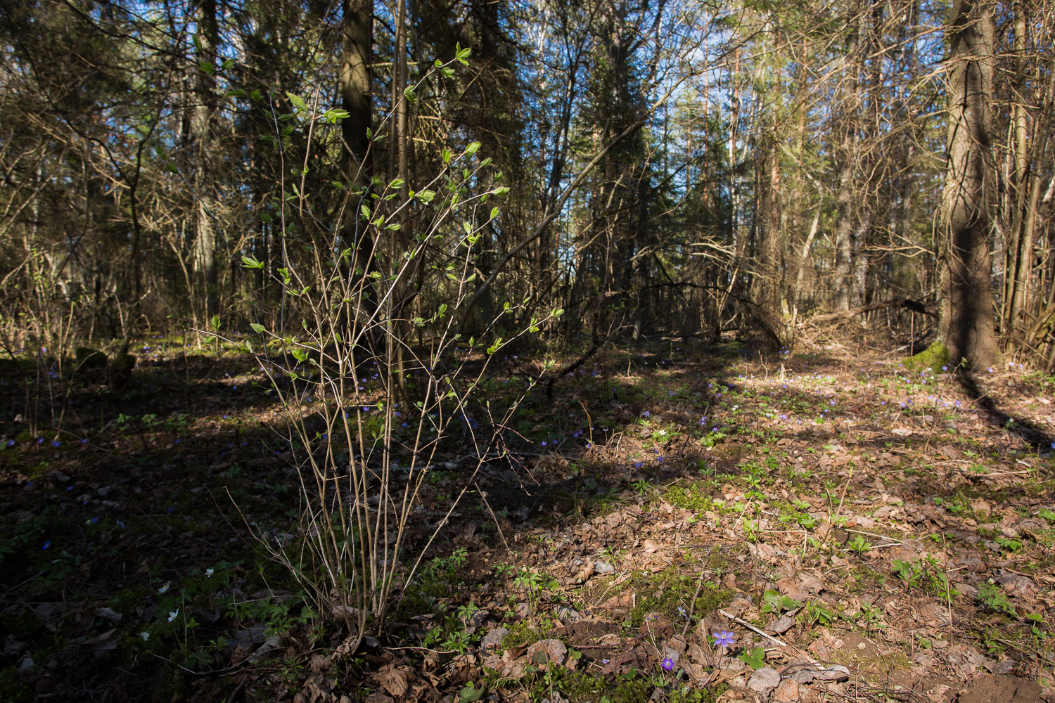 kuslapuu