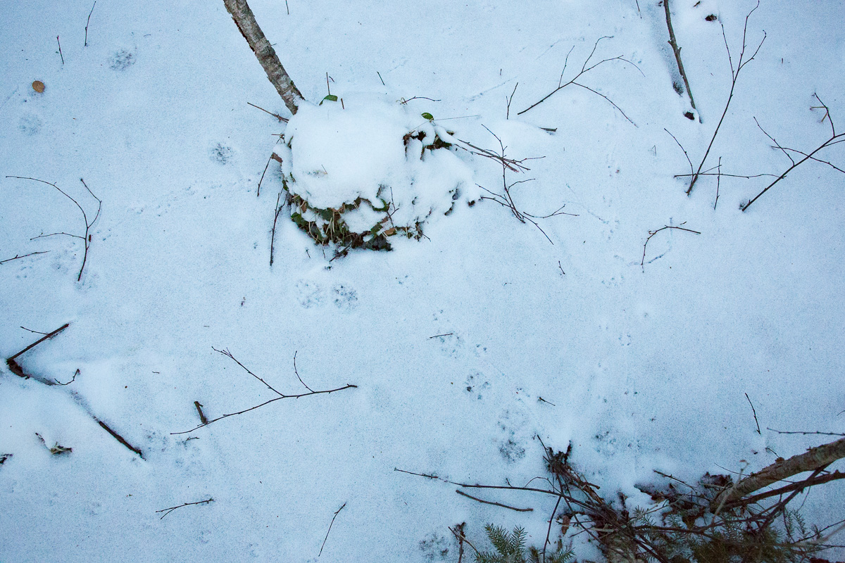 ilves
