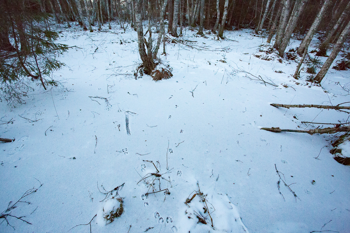 ilves
