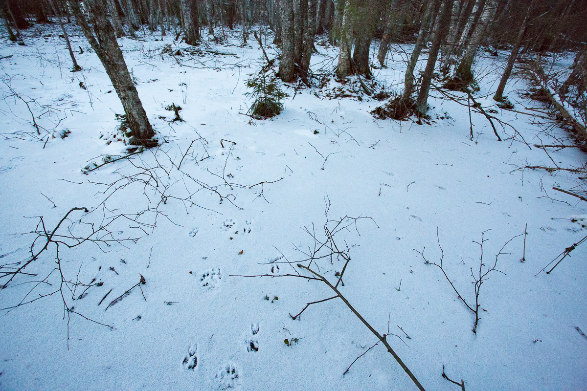 ilves