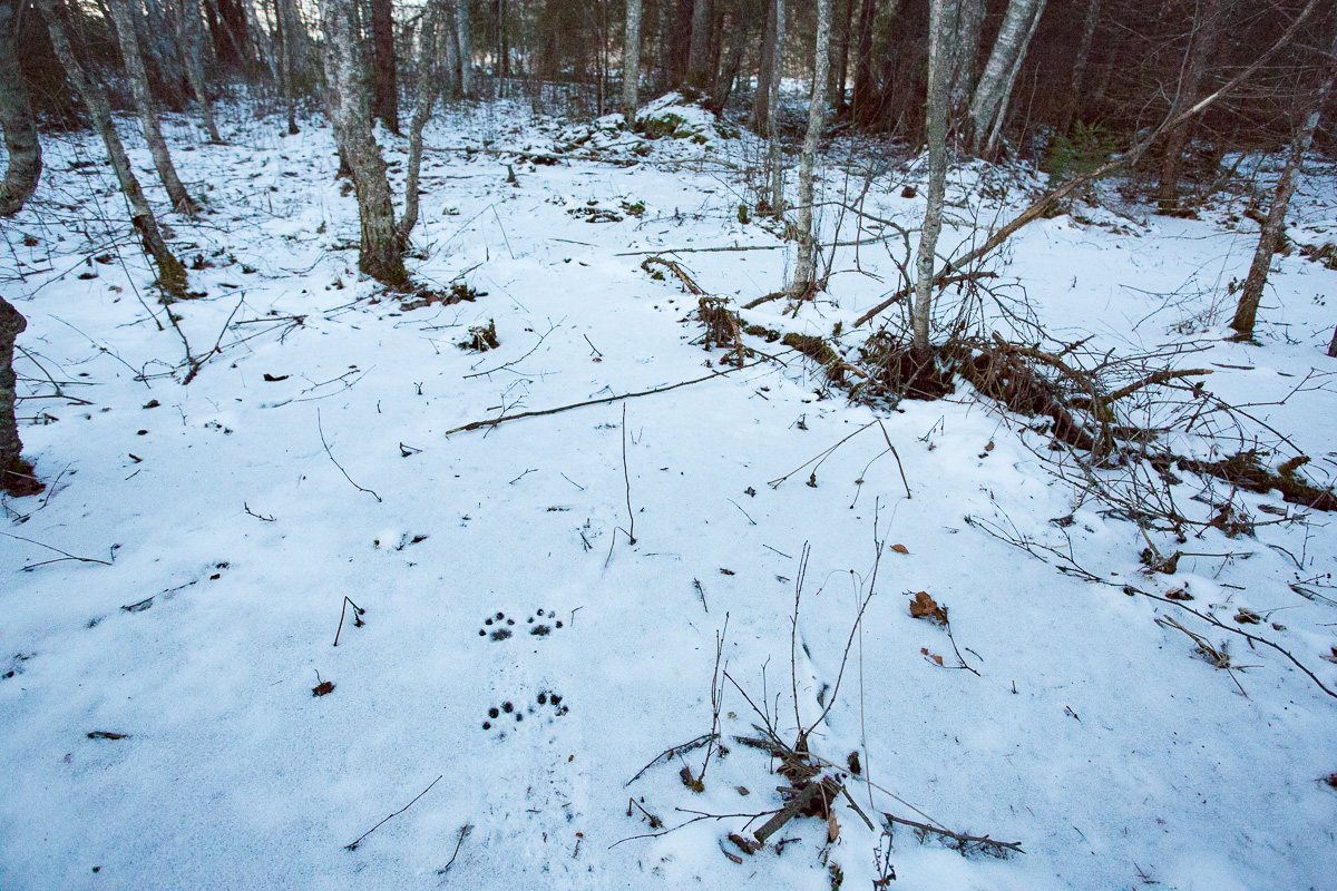 ilves