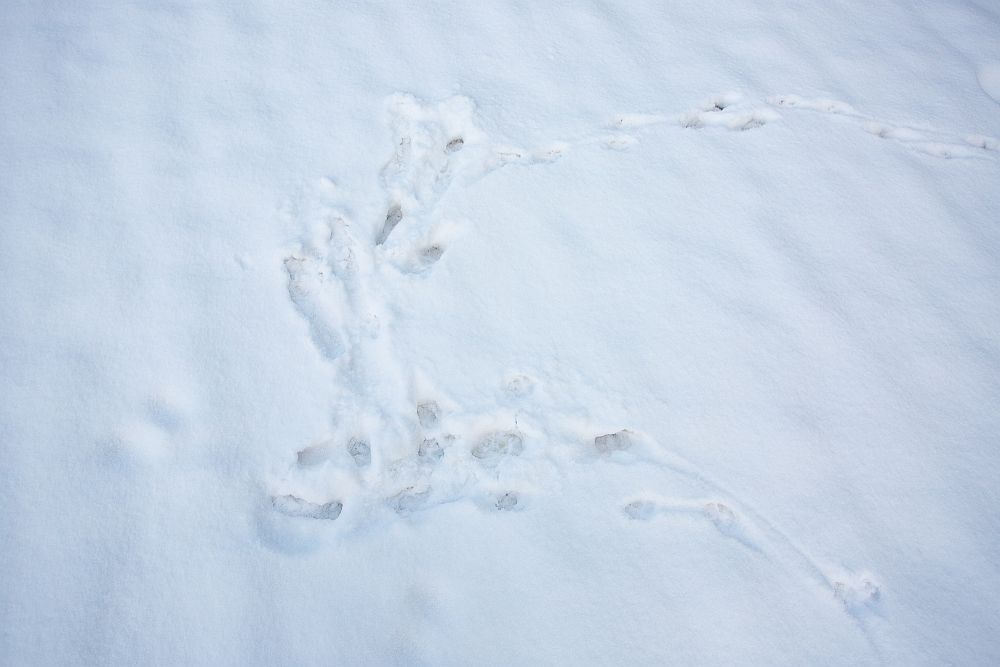 Hullamise jälgi lähemalt