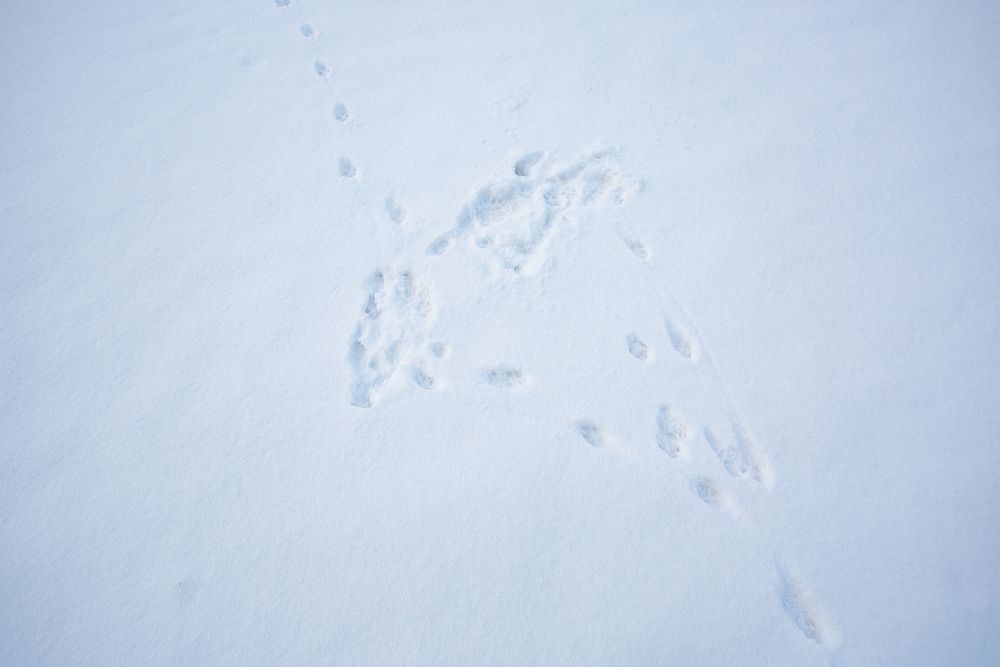 Hullamise jälgi lähemalt
