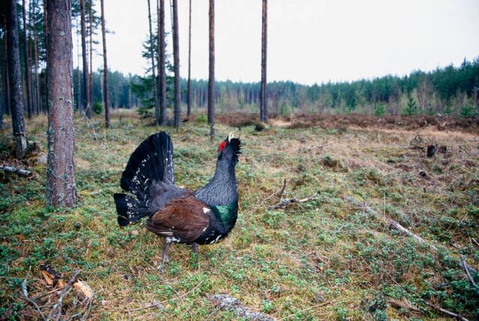 Hull metsisekukk mängib raiesmikul 