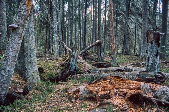Põlismets. Peterna nina, Alam-Pedja