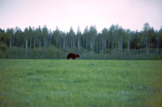 Pruunkaru heinamaal. Alutaguse