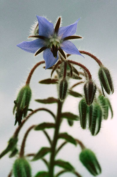 Kurgirohi