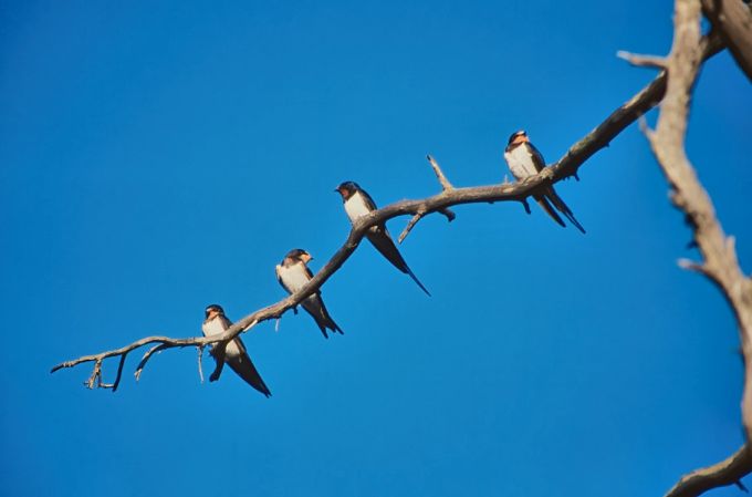 Suitsupääsukesed rabamännil