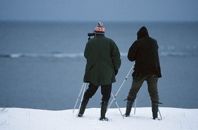 Llinnuvaatlus Panga pangal. Saaremaa