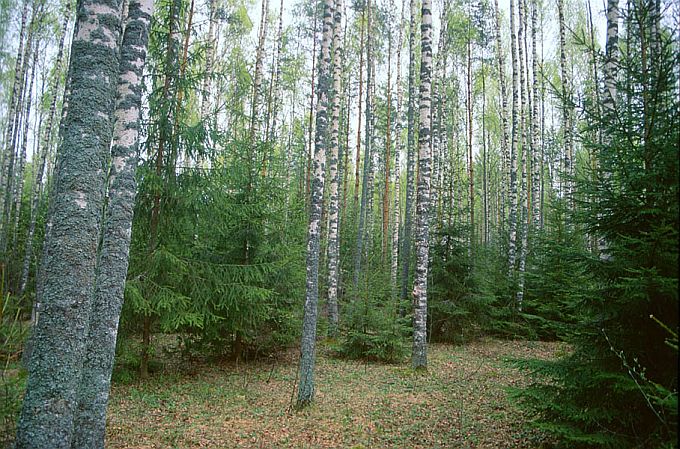 Kaasik Süvahavval