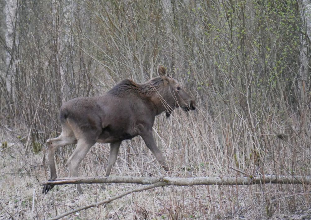 Põder