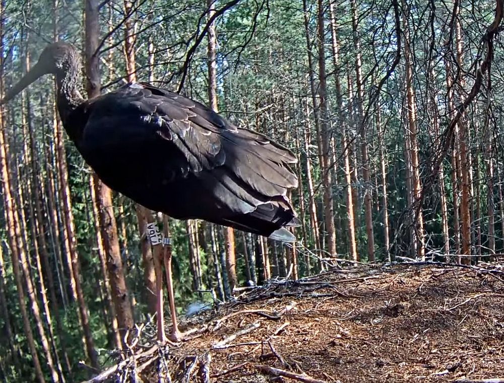 Kindlasti huvitab vaatajaid, kuidas läheb viimasena pesalt, paraneva tiivakahjustusega noorlind Arul (716A), kes lahkustema rändele 17. augustil. Tema rännutee on viinud Lätti, kohanetakse üksikeluviisilisusega, harjutakse iseseisvate toiduotsingutega nii maapinnal, kui madalates veekogudes – noorlinnul on mida õppida ja omandada. 