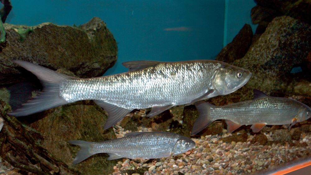 tõugjas