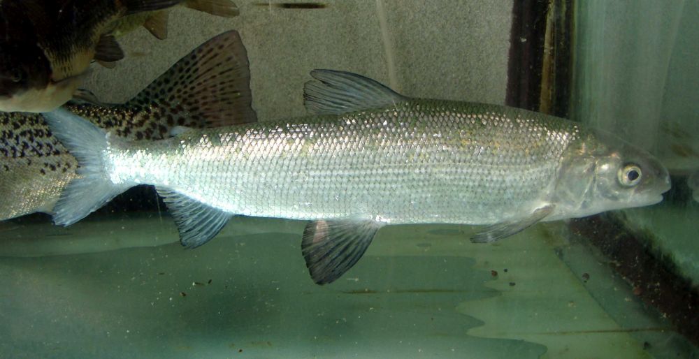 Merisiig 