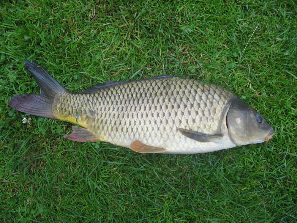 karpkala