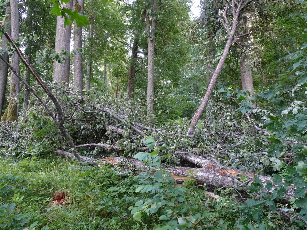 Torm räsis parki