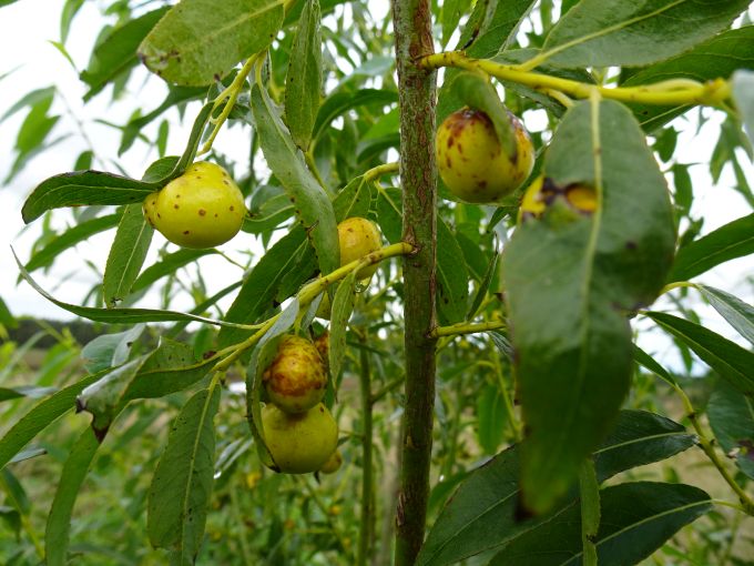 Lehevaablaste sugukonda kuuluva Pontania acutifoliae vastsed elavad pajulehtede pahkades