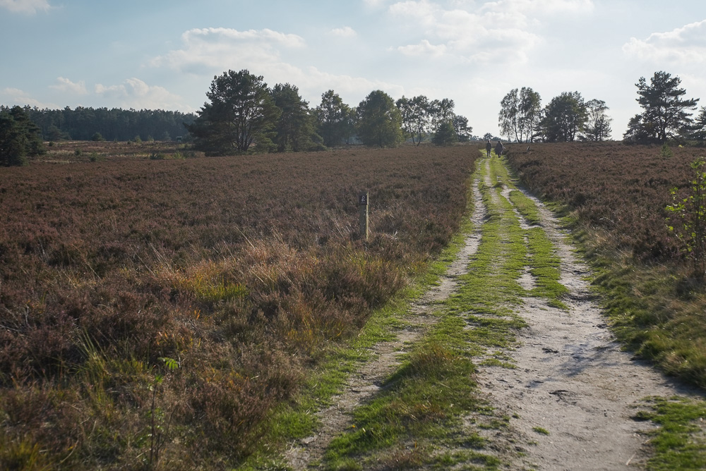 lüneburger heide