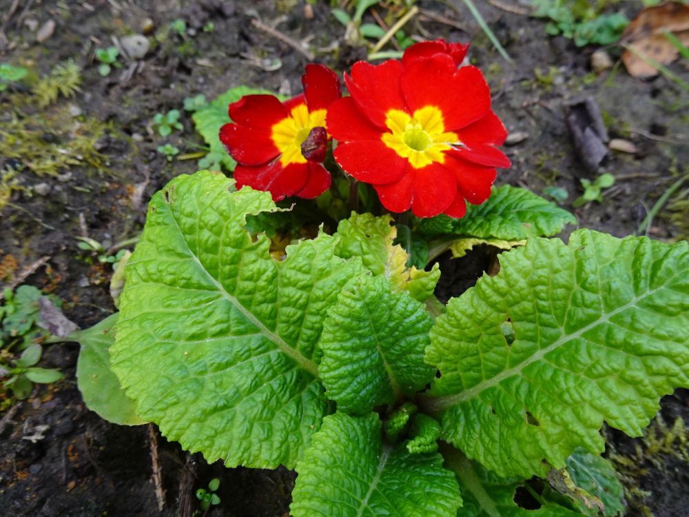 Priimula