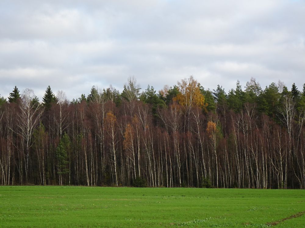 Nädala lõpuks jäid lehtpuumetsad raagu