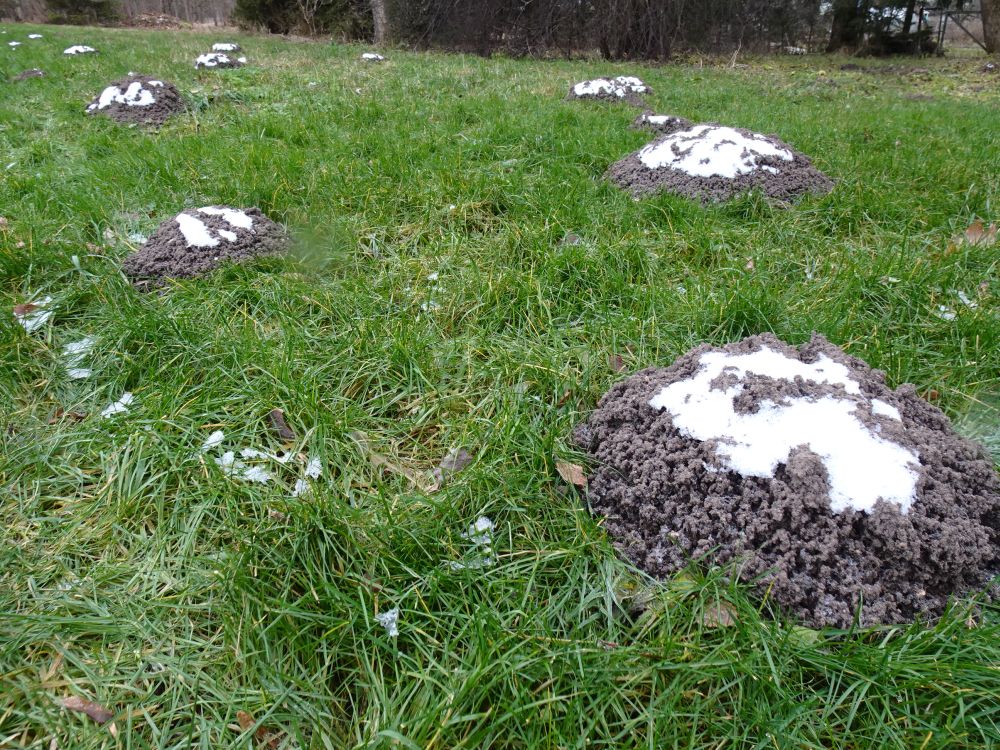 Reedel võis näha varjulistes kohtades mutimullahunnikutel „lumemütse
