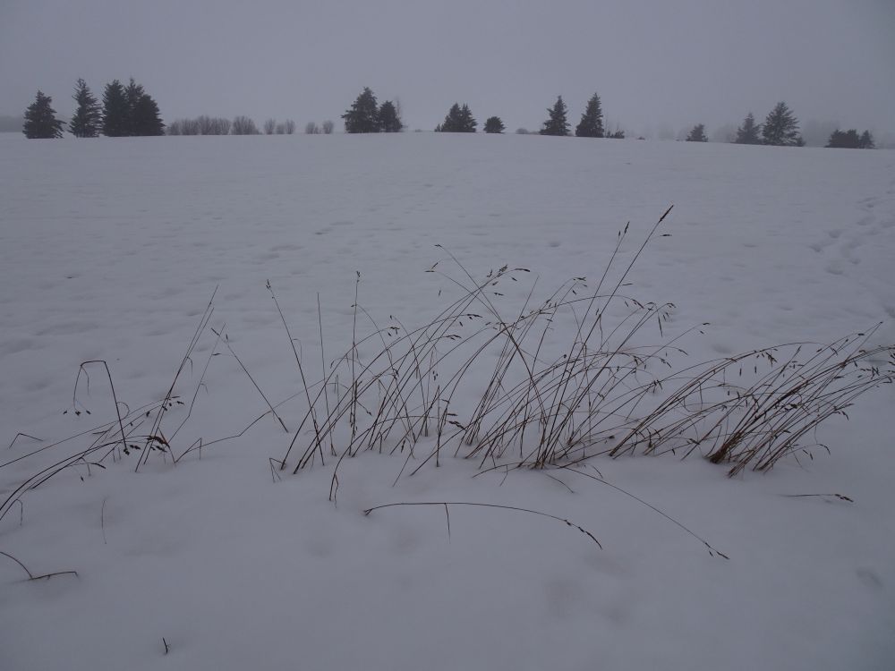 Kolmapäeval oli veel lund põldudel rohkesti