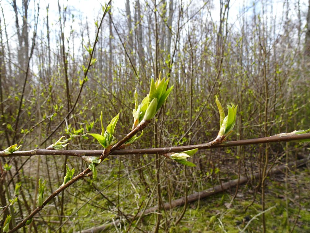 Toomingas rohetab metsas