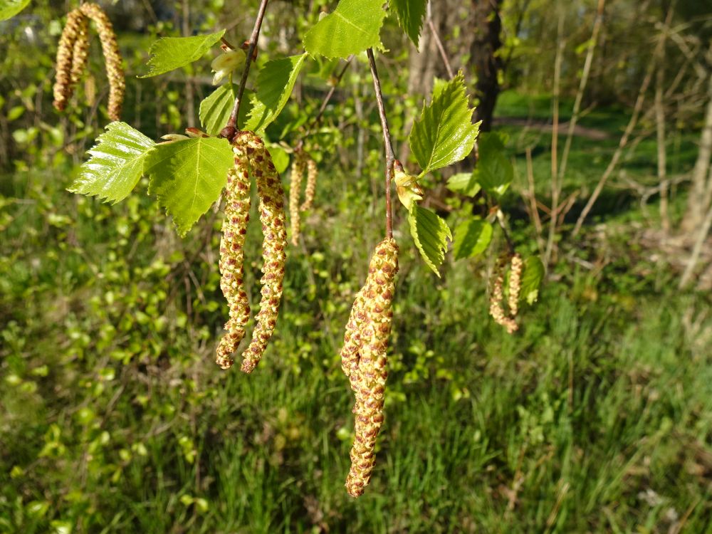 Arukask õitsemas