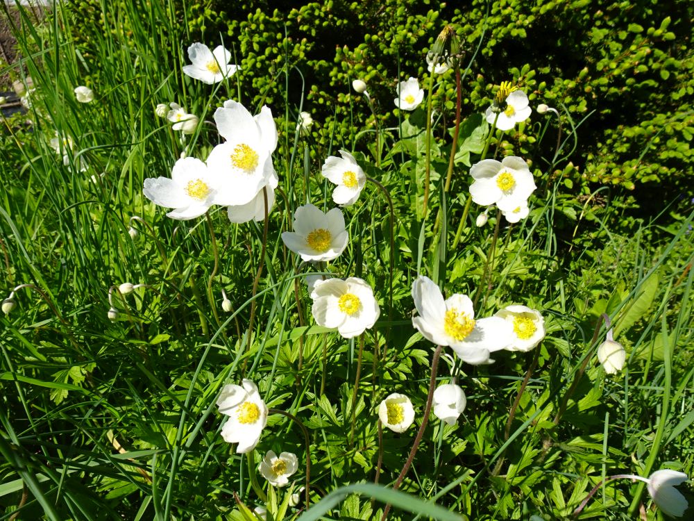 Metsülane ehk anemoon