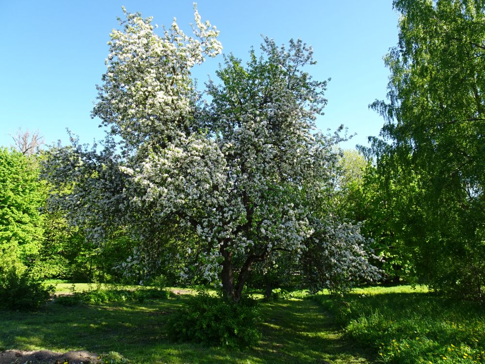 Aedõunapuu