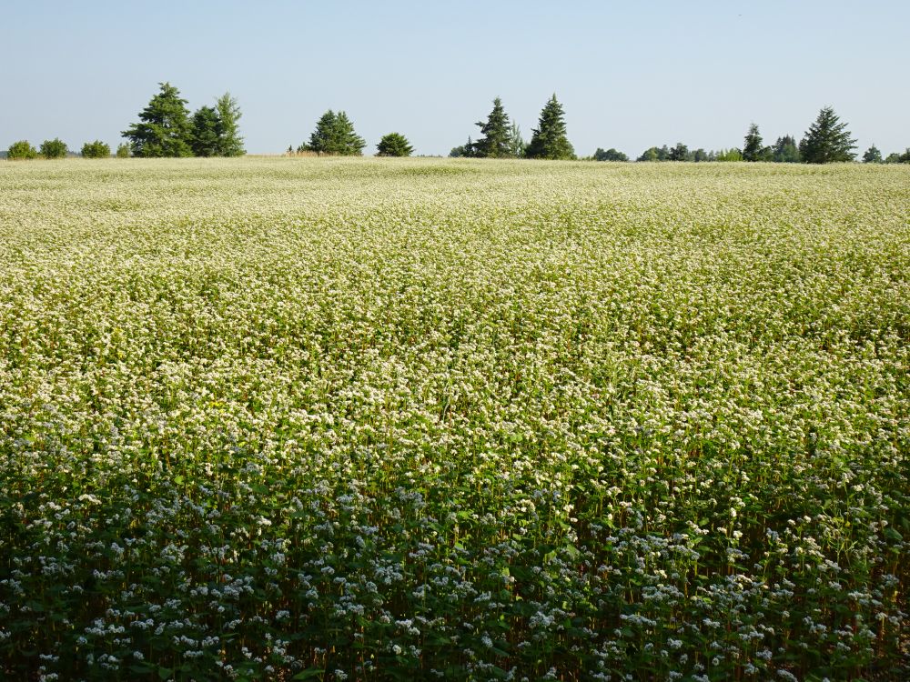 Tatrapõld