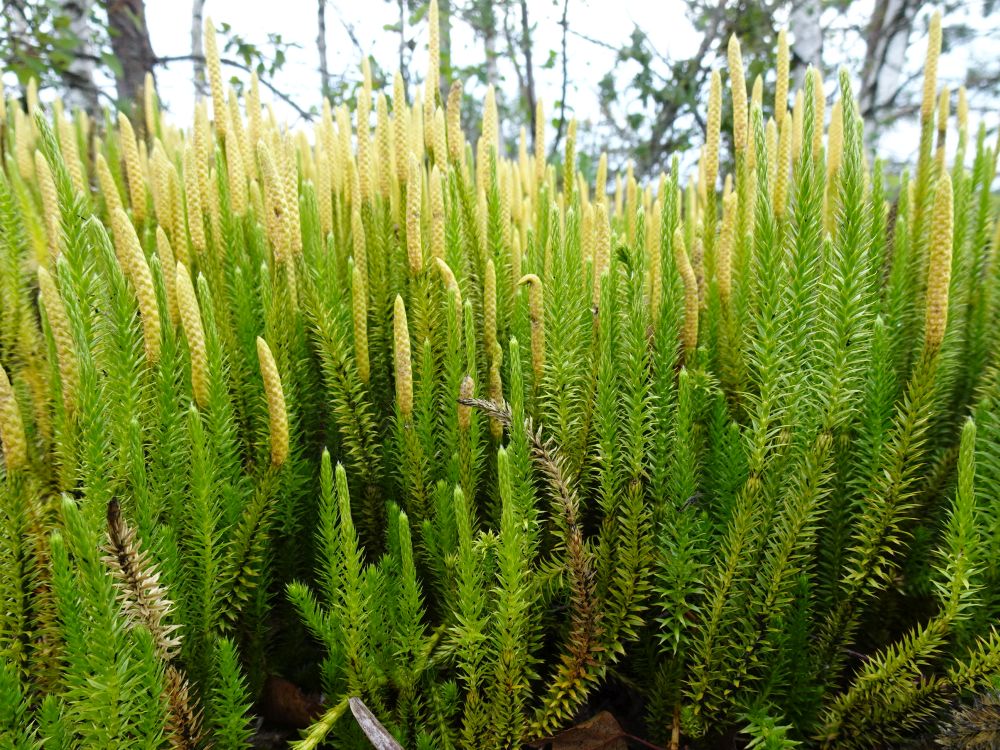 Kaitsealune karukold hakkab tolmlema