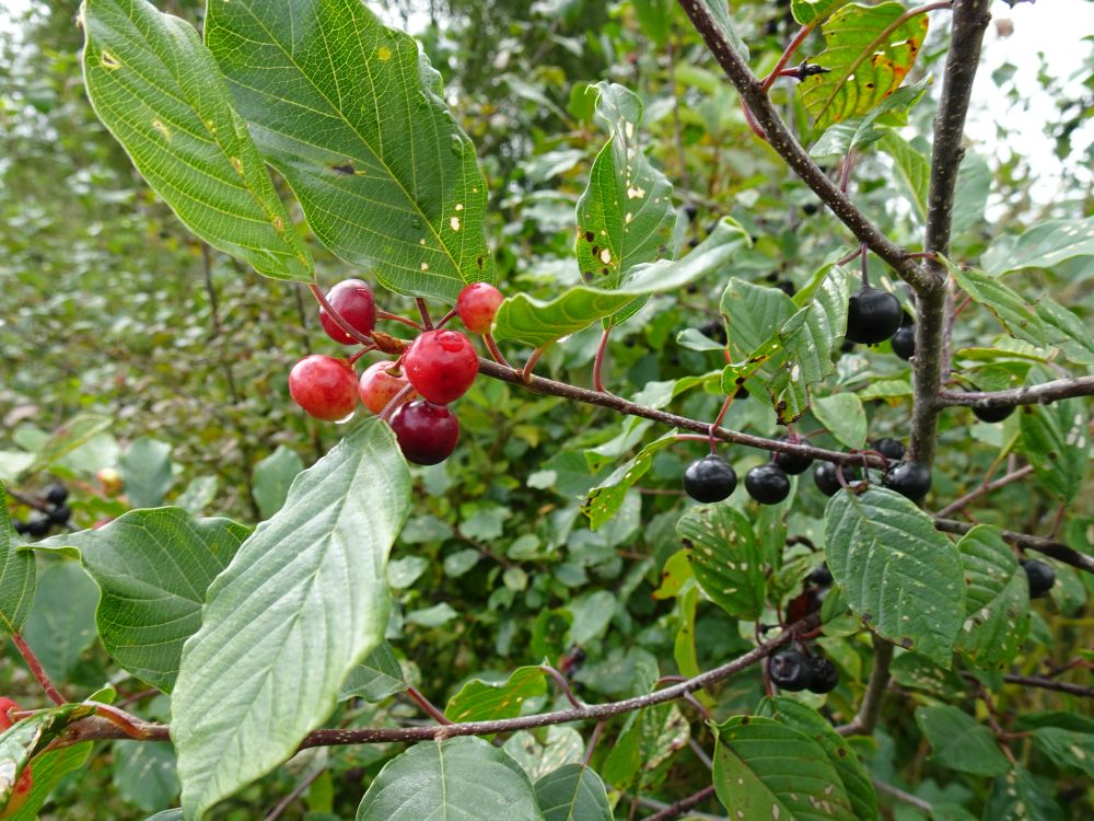 Metsades oli näha paakspuu värvilisi vilju