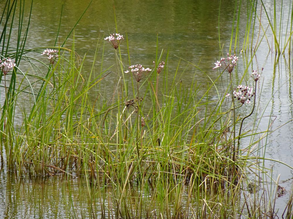 Luigelill õitsemas