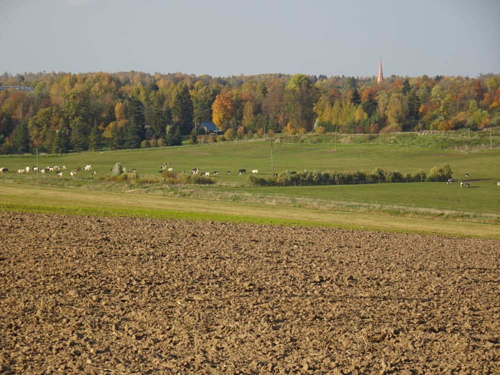 Vooremaa metsade suurem lehtede värvumine seisab veel ees