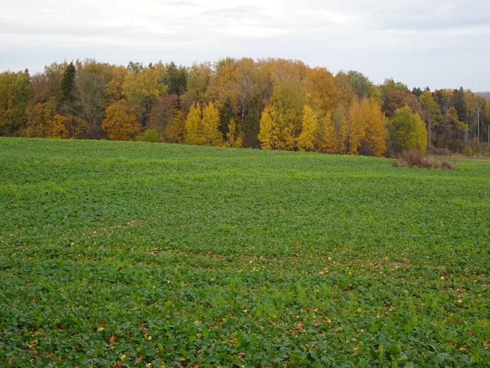 Metsad on värvilised