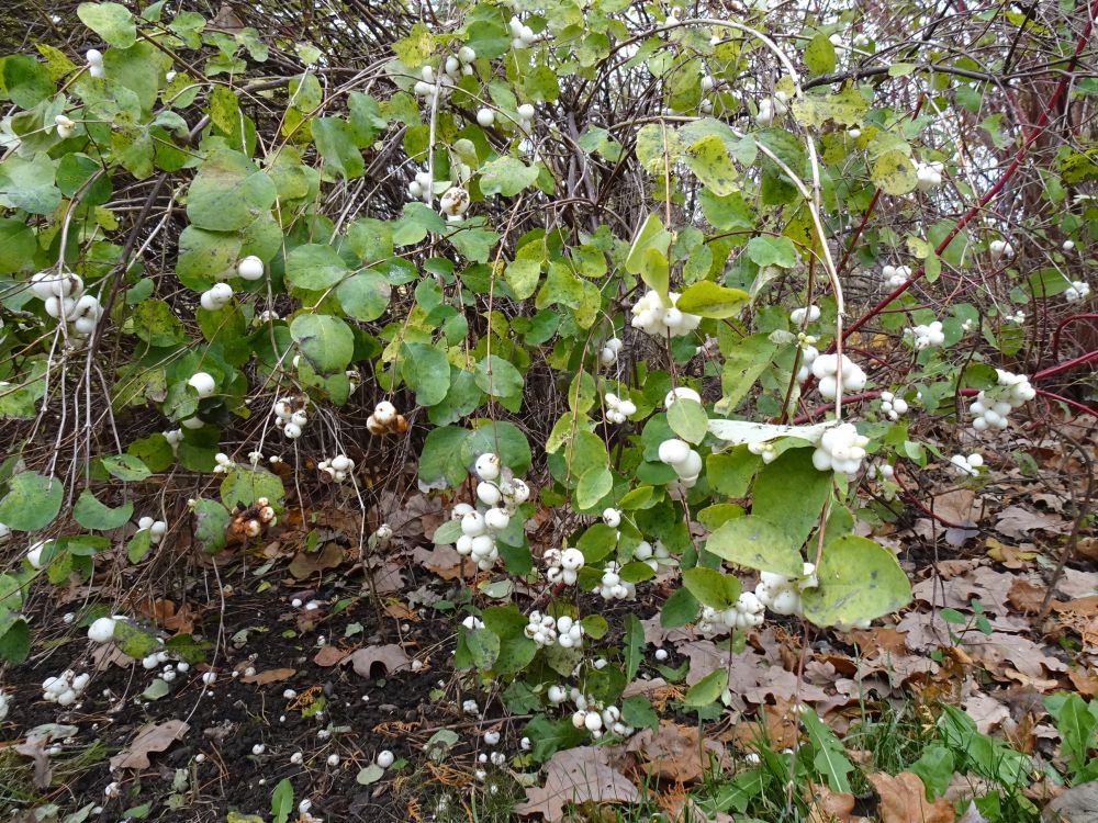 Lumimari on veel lehes