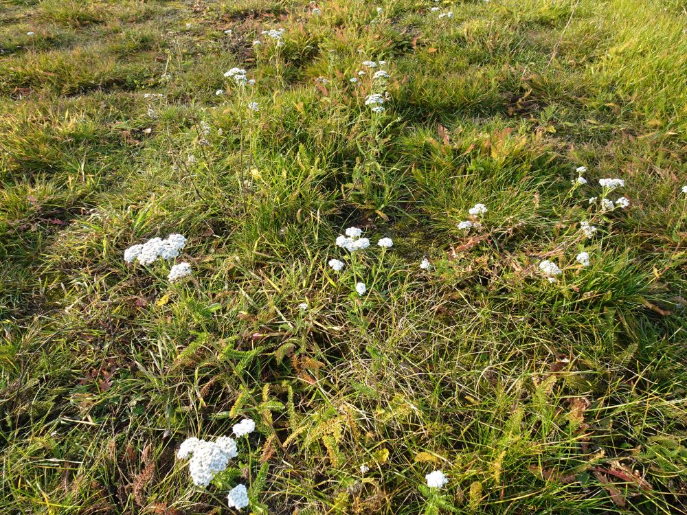 Raudrohud õitsemas