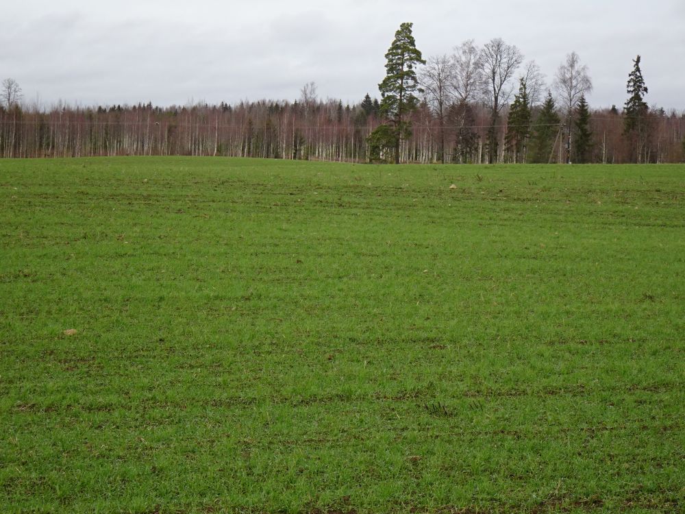 Orased rohetasid neljapäeval