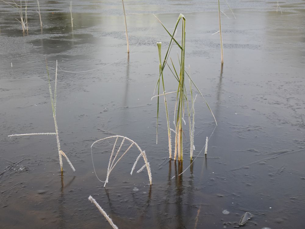 Nädala alguses olid tiigid jääga kaetud