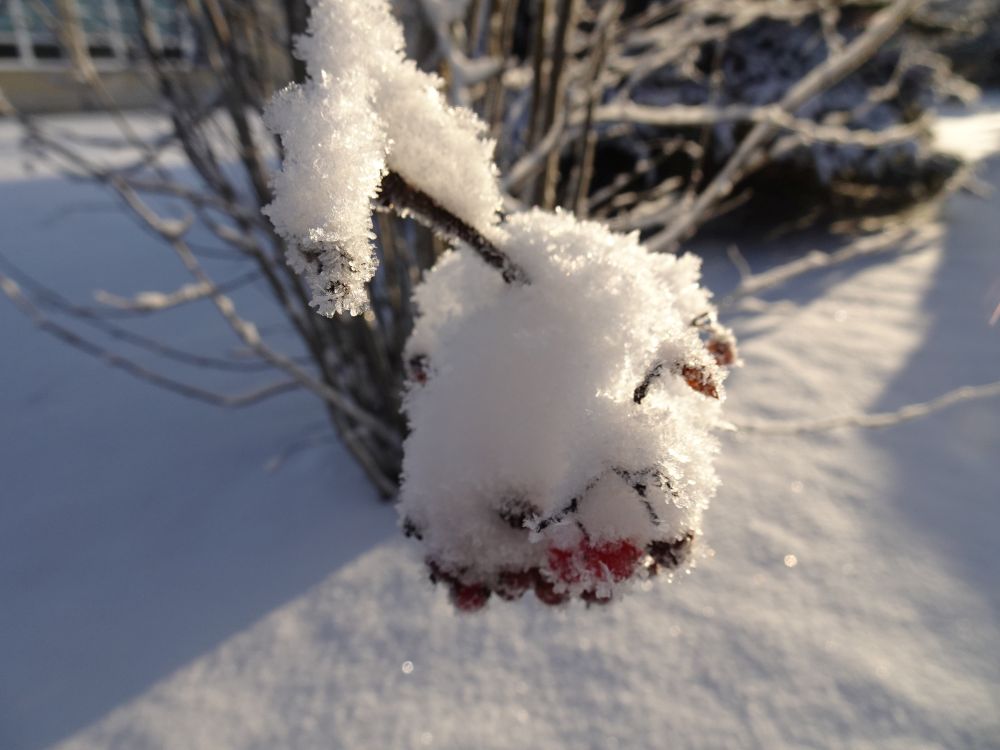 Lumine ja natuke härmas pihlakobar