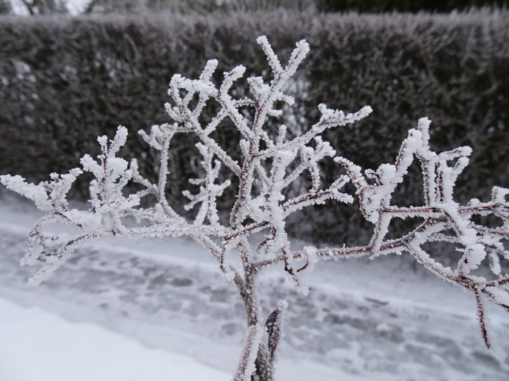 Härmas sahhalini pihlaka viljaraod