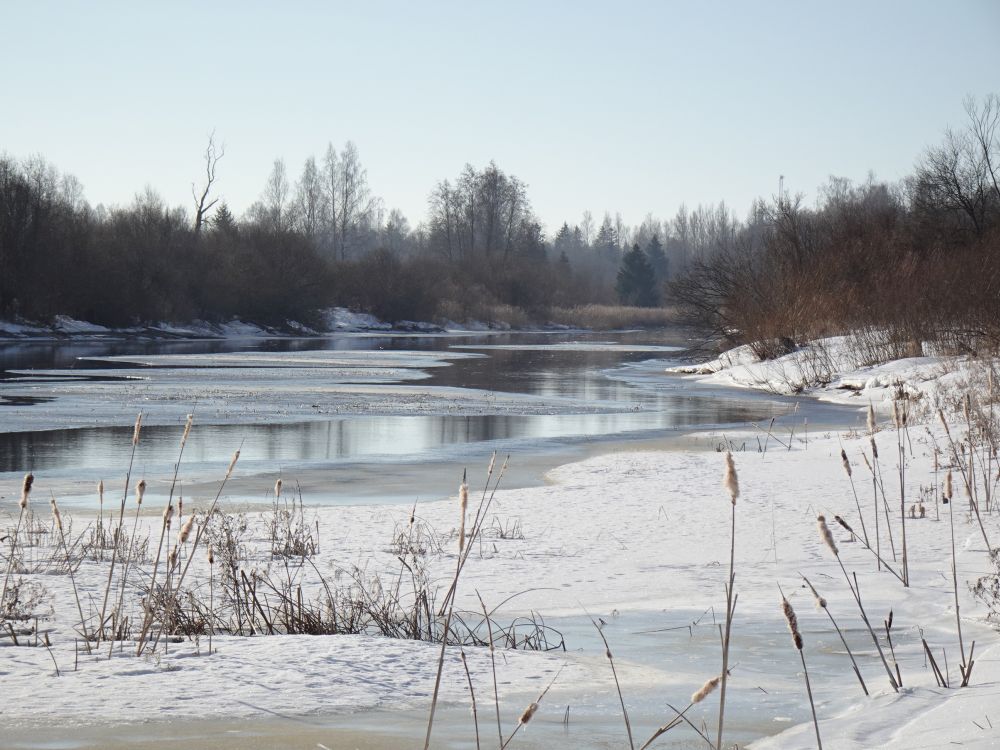 Pedja jõgi 