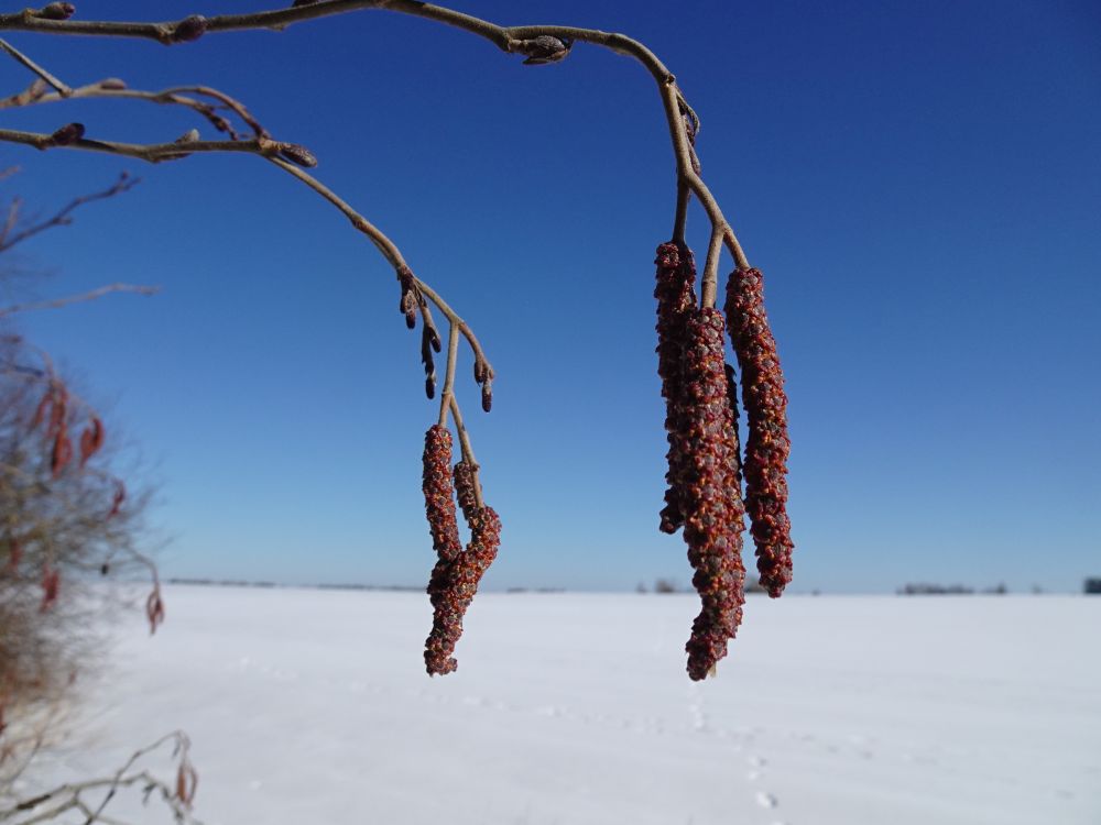 Lepa urvad on pikaks veninud