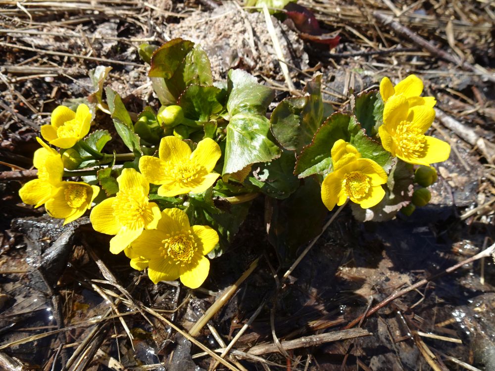 Varsakabi